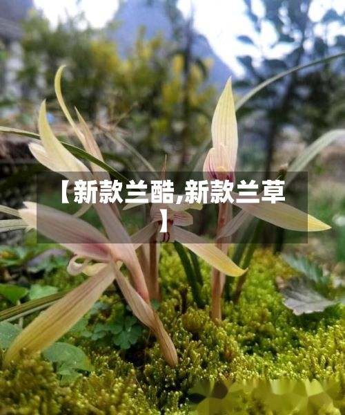 【新款兰酷,新款兰草】-第1张图片