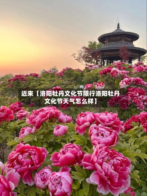 近来【洛阳牡丹文化节限行洛阳牡丹文化节天气怎么样】