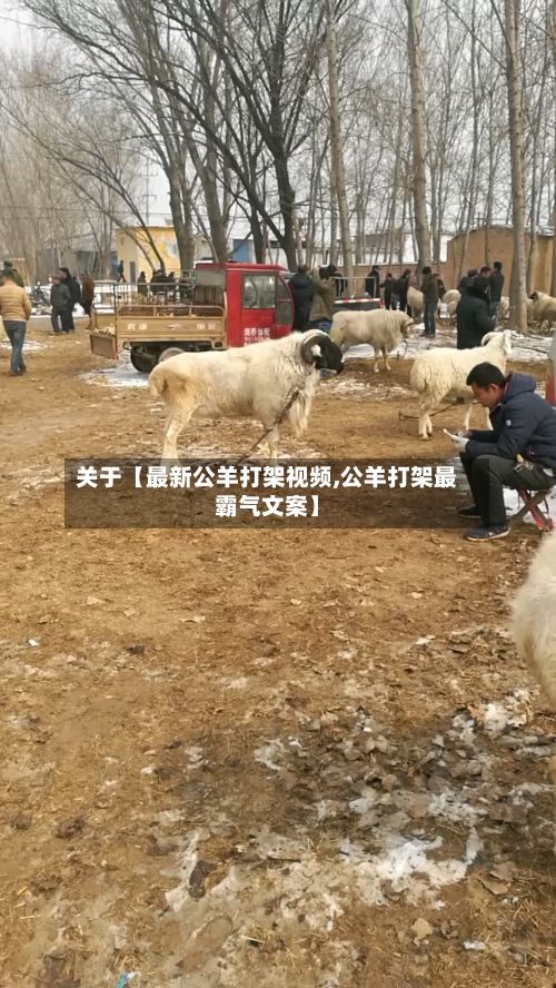 关于【最新公羊打架视频,公羊打架最霸气文案】-第2张图片