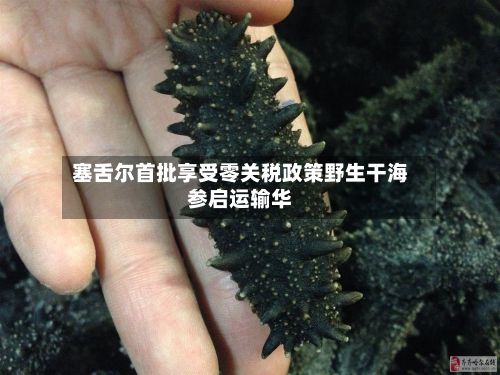 塞舌尔首批享受零关税政策野生干海参启运输华