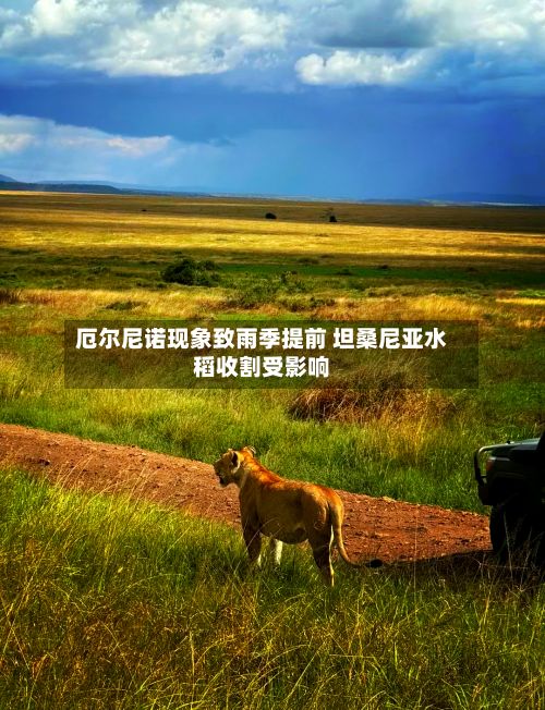 厄尔尼诺现象致雨季提前 坦桑尼亚水稻收割受影响-第2张图片