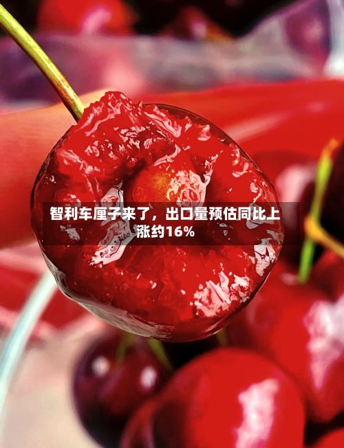 智利车厘子来了	，出口量预估同比上涨约16%-第2张图片