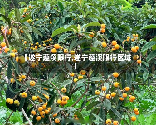 【遂宁蓬溪限行,遂宁蓬溪限行区域】-第2张图片