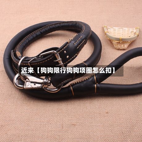 近来【狗狗限行狗狗项圈怎么扣】-第2张图片